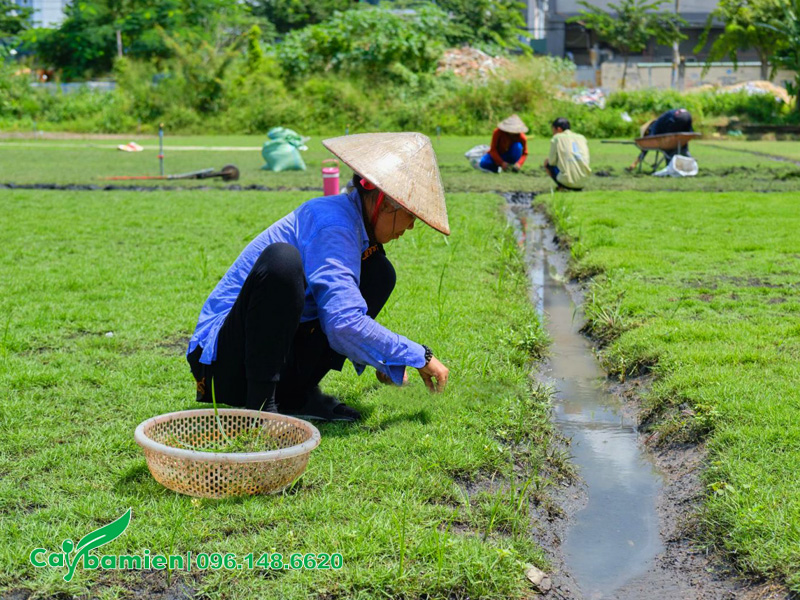 Trồng và chăm sóc cỏ nhung nhật bằng hạt giống
