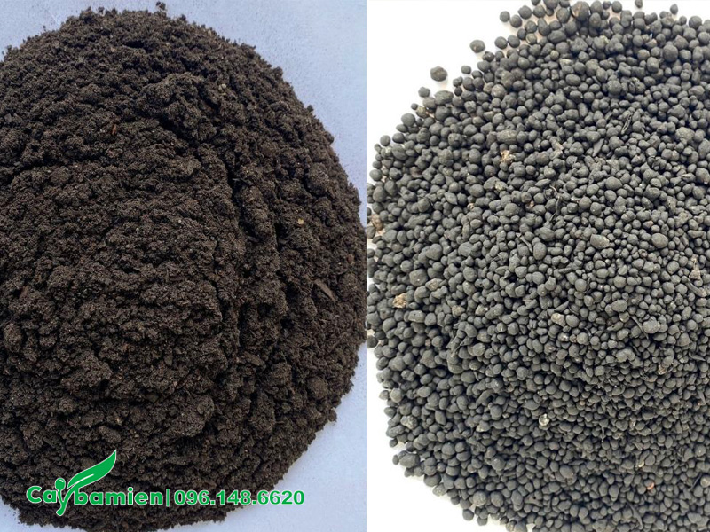Phân bón cung cấp dinh dưỡng cho cây bàng lá nhỏ