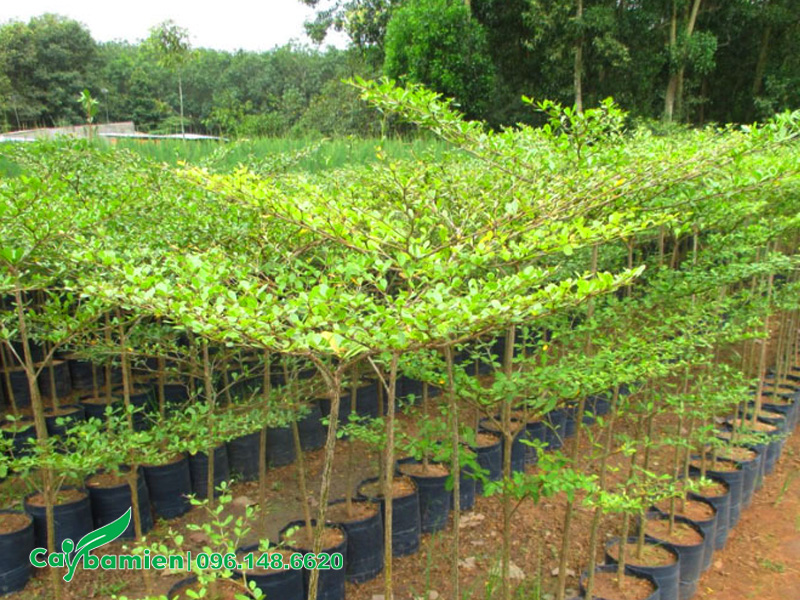 Những cây bàng đài loan nhỏ đã cắt ngọn để trồng trong chậu