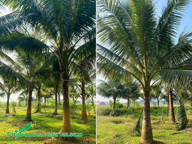 Vườn cây dừa công trình lóng thân cao 2 - 3m, tán lá đều vào đẹp