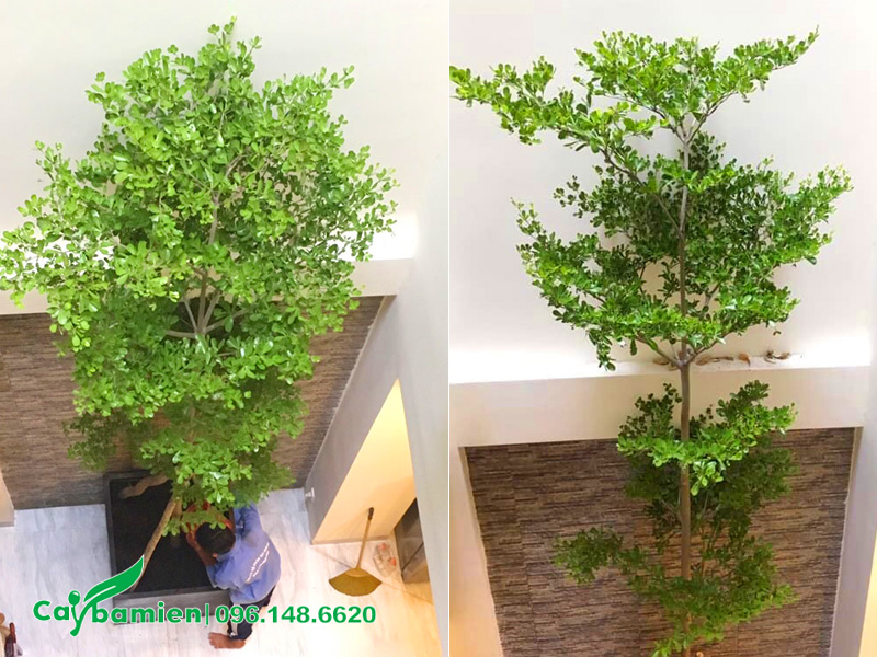 Cắt tỉa cho cây bàng đài loan trồng trong chậu để giữ dáng, khống chế chiều cao