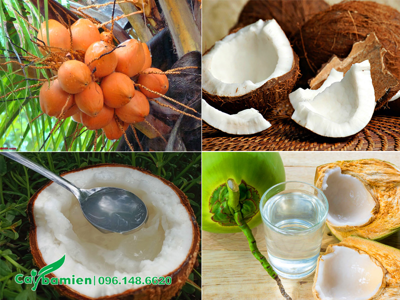 Một số loại dừa phổ biến ở Việt Nam