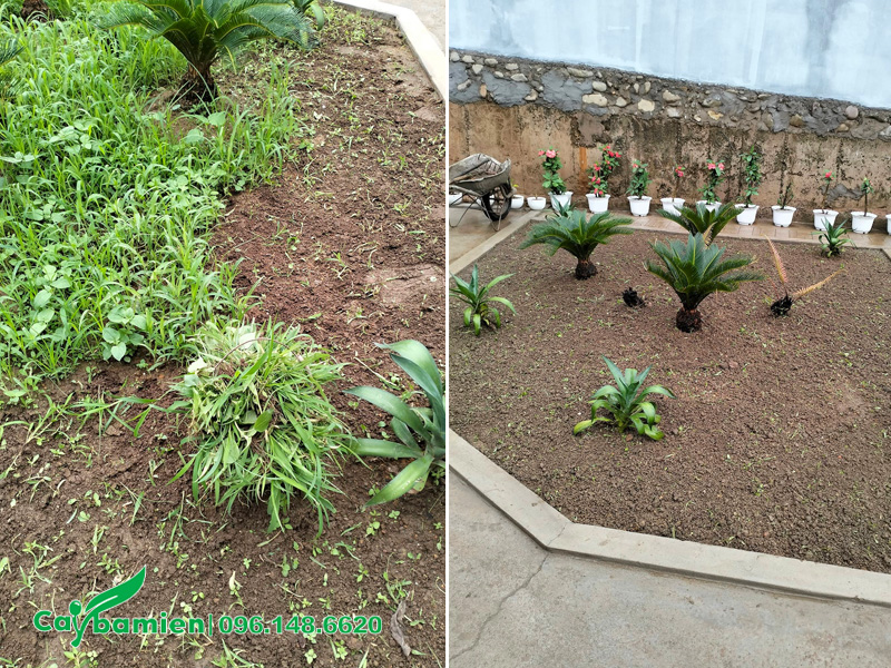 Dọn sạch cỏ dại trên nền đất trồng cỏ nhung nhật bằng hạt