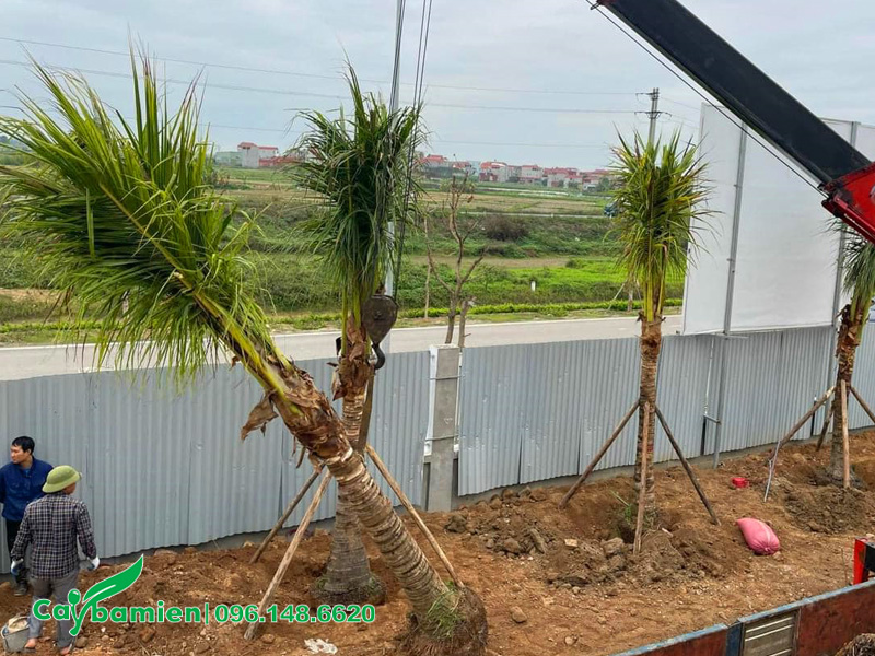 Cây dừa trồng trước nhà chọn những đã trưởng thành lóng thân cao 2m