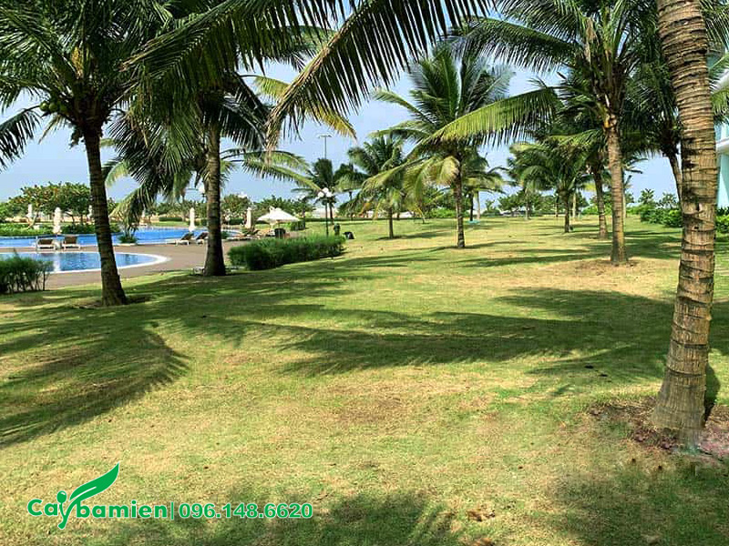 Thảm cỏ nhung nhật bị vàng lá do thiếu nước
