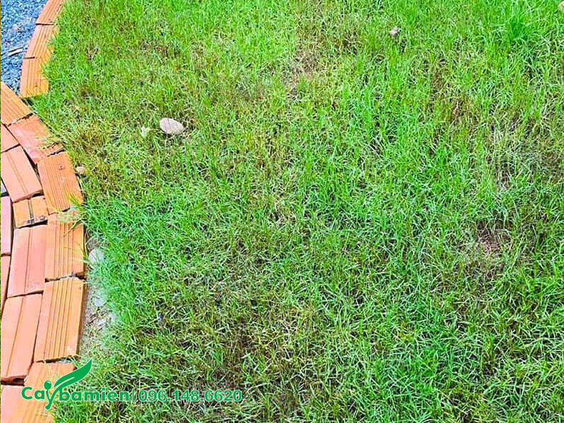 Cỏ nhung nhật bị úng nước tạo điều kiện cho nấm bệnh phát triển