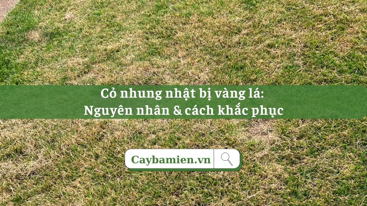 Cỏ nhung nhật bị vàng lá: Nguyên nhân, cách khắc phục và phòng ngừa