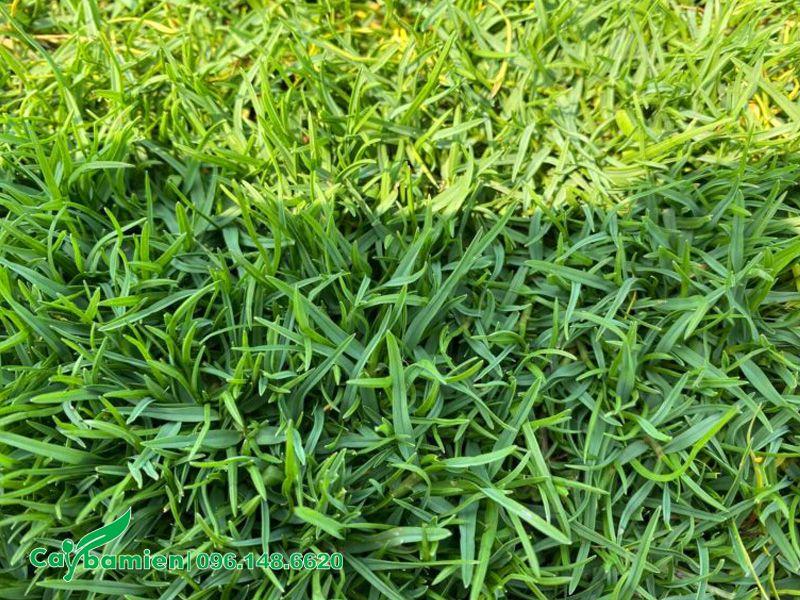 Thảm Cỏ Paspalum trồng sân bóng đá đẹp và xanh mướt