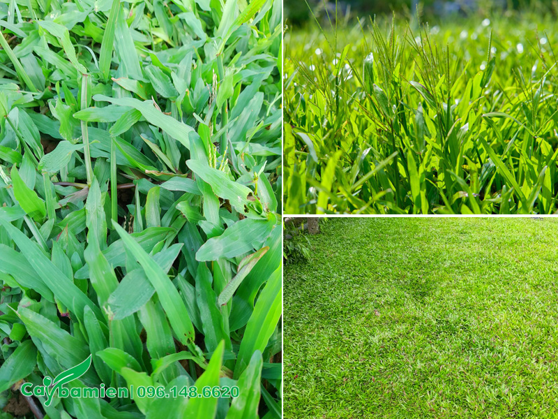 Hình ảnh của cỏ lá gừng ta trồng thảm