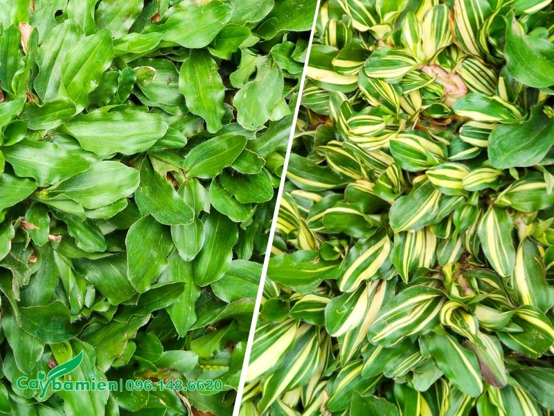 Hình ảnh phân biệt cỏ lá gừng Thái Lan thường và cỏ cẩm thạch