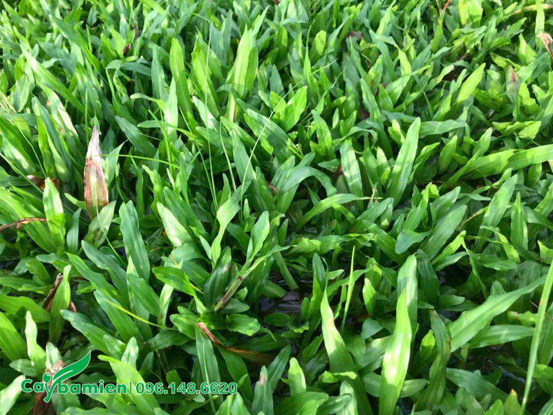 Lá cỏ ra xanh mơn mởn