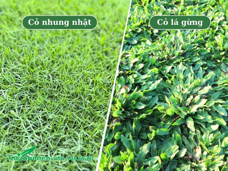 Hình thái của cỏ nhung nhật và cỏ lá gừng
