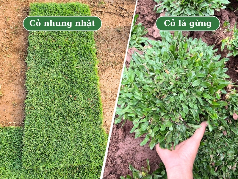 Hình ảnh thảm cỏ nhung nhật và khóm cỏ lá gừng mới thu hoạch