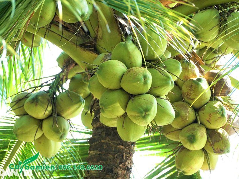 Chùm dừa to đẹp, kích thước đồng đều dùng để làm giống