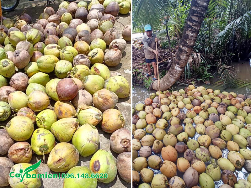 Ngâm quả trong nước để chọn quả dừa giống đạt chuẩn
