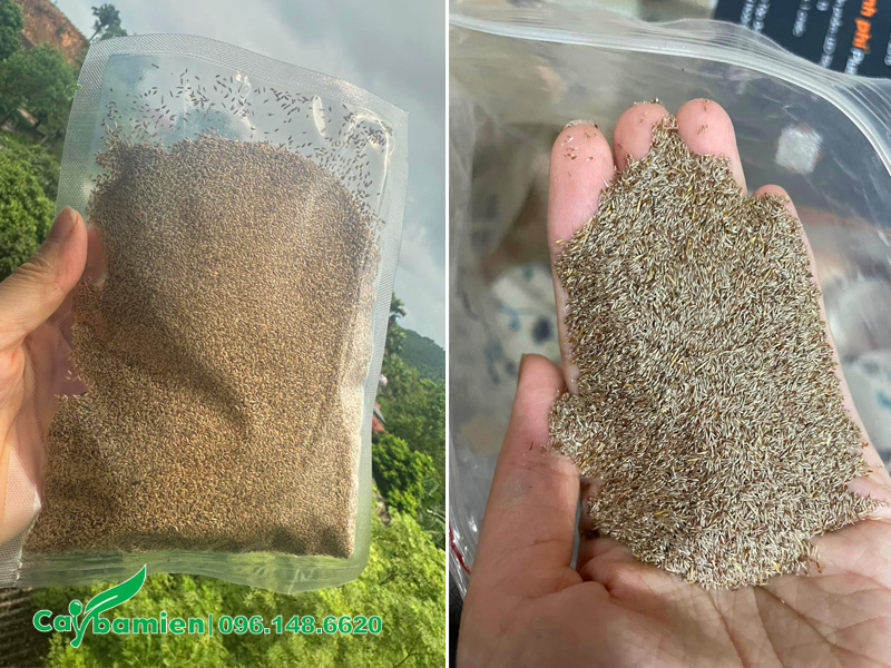 Mua hạt cỏ nhung nhật giống chất lượng