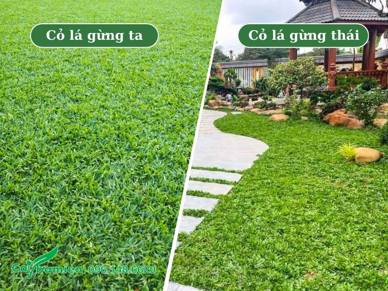 Hình ảnh công trình sau khi trồng thảm cỏ xanh