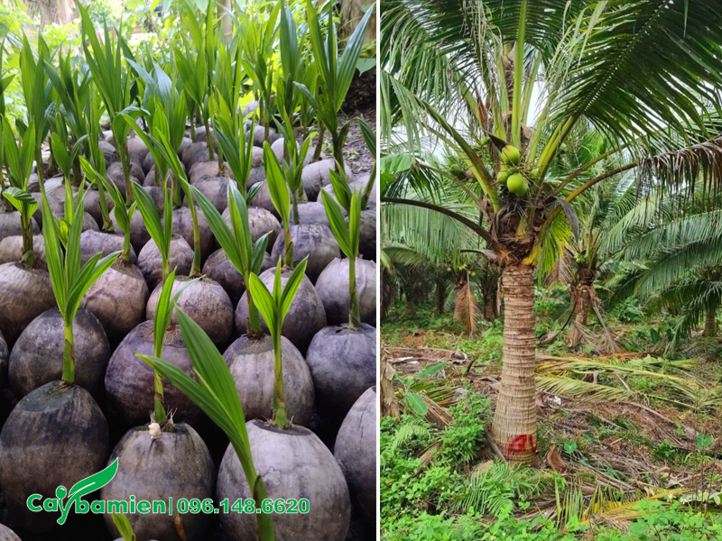 Cách ươm cây dừa giống từ quả
