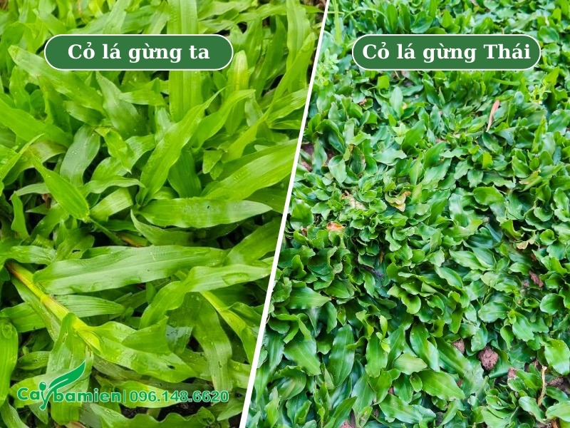 Cỏ lá gừng có mấy loại và cách phân biệt qua hình ảnh