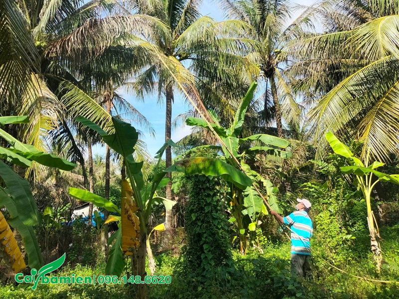Nối dụng cụ dài để phun thuốc lên ngọn cây dừa