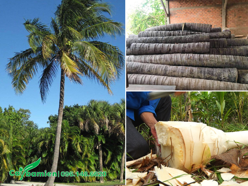 Thân dừa được khai thác lấy gỗ hoặc cổ hủ dừa