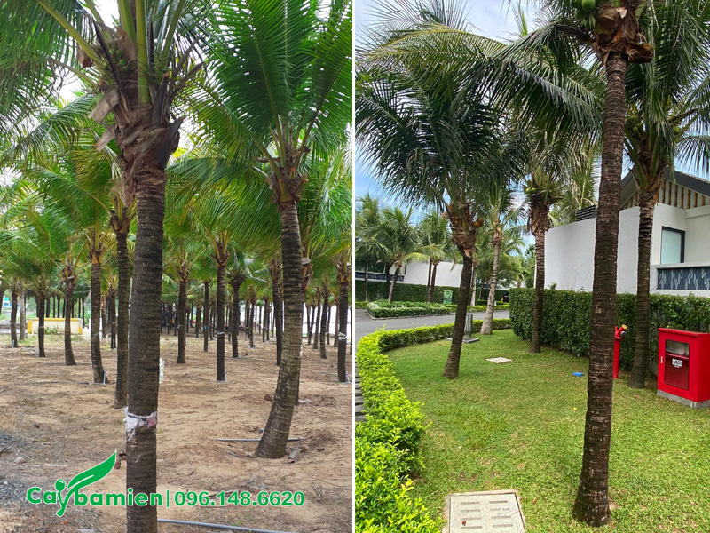Trồng cây dừa quanh khu biệt thự