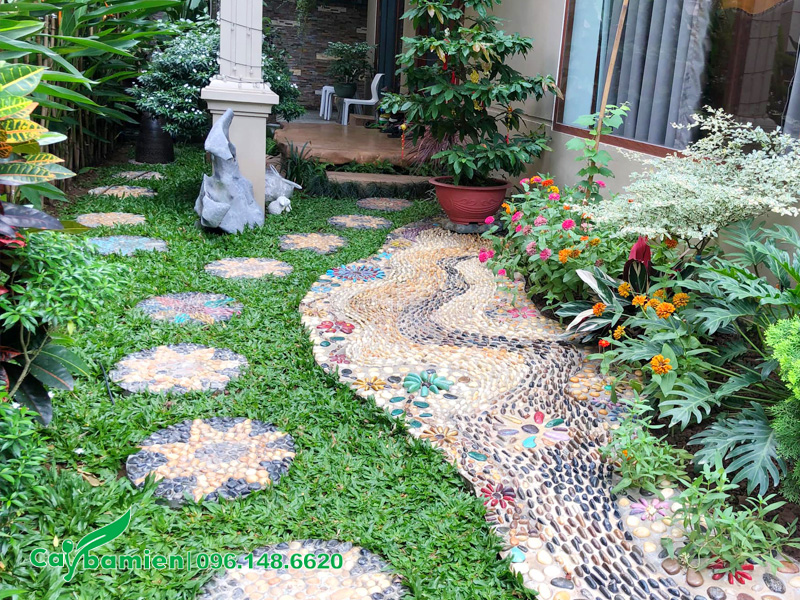 Trồng cỏ lá gừng trong sân vườn biệt thự