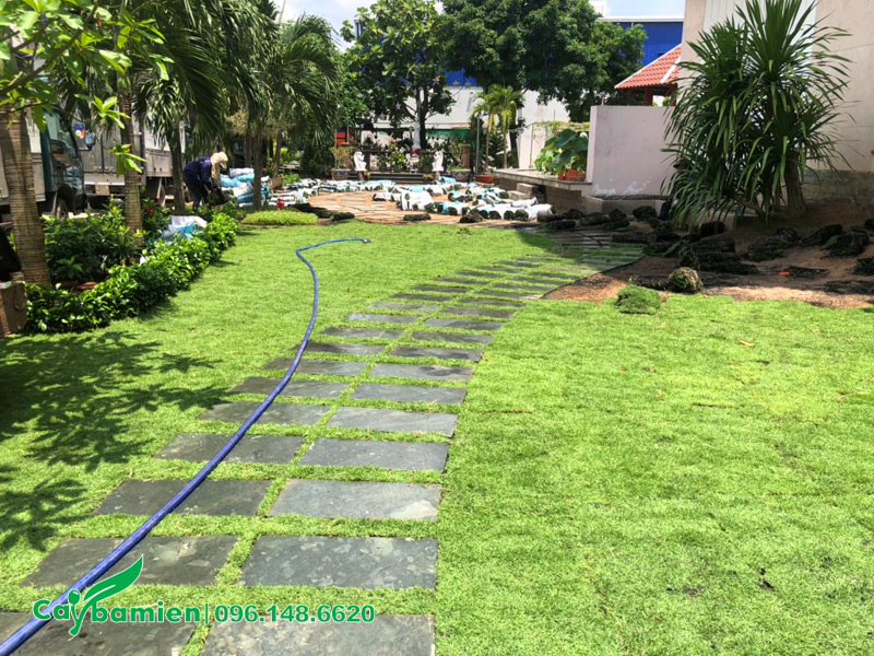 Trồng thảm cỏ nhung nhật cho sân vườn biệt thự cao cấp