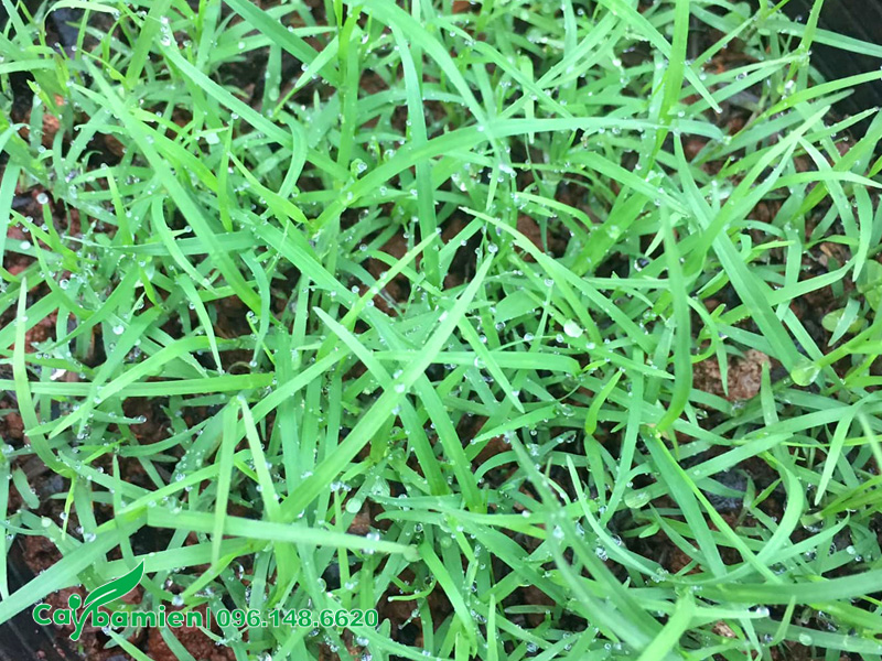 Cỏ nhung nhật trồng bằng hạt