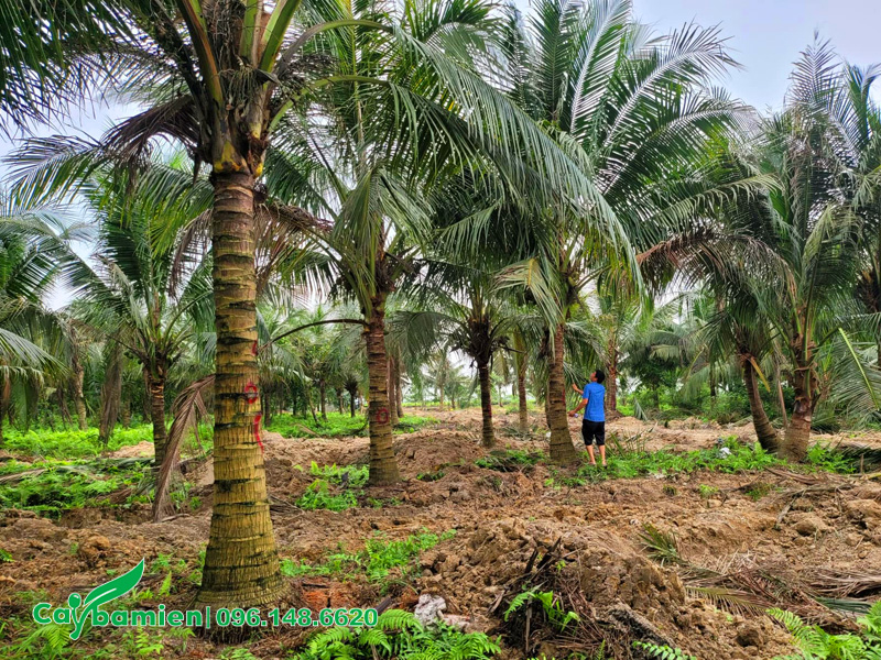 Vườn cây dừa công trình lóng thân cao hơn 2m