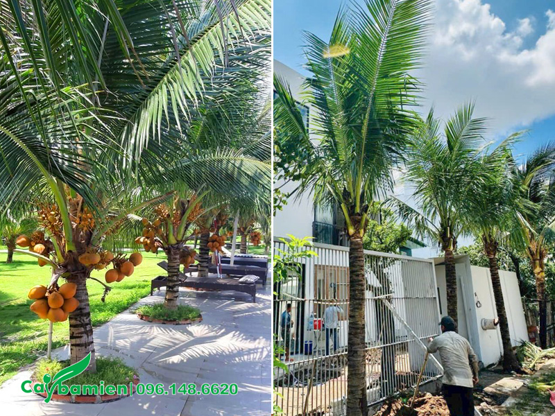 Ý nghĩa của cây dừa trong phong thủy mang đến sự tốt lành nên nhiều người chọn để trồng trước nhà