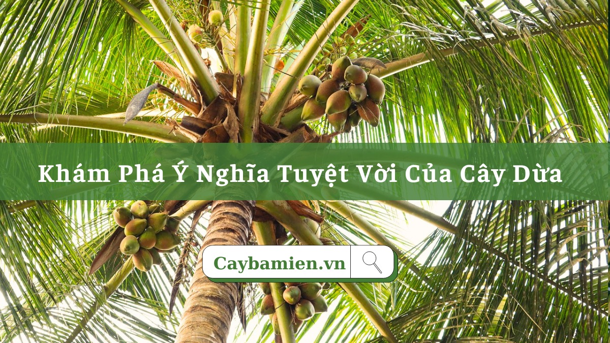 Khám phá ý nghĩa của cây dừa trong văn hóa, đời sống và phong thủy Việt