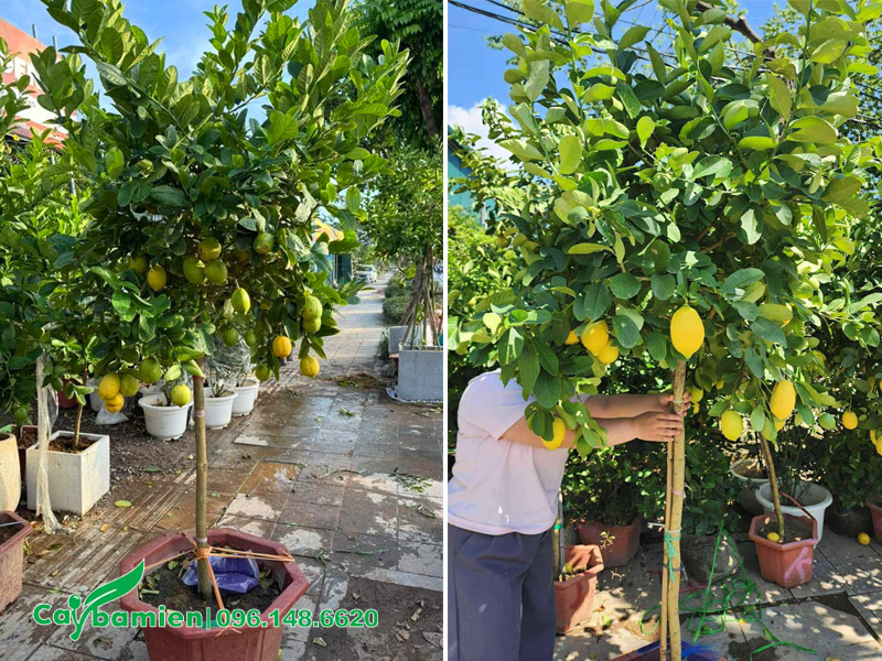 Chanh vàng Mỹ thân tree cao hơn 1m