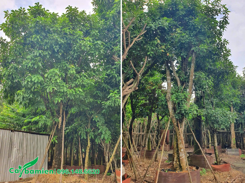 Vườn dưỡng ủ cây hoa lộc vừng đỏ công trình