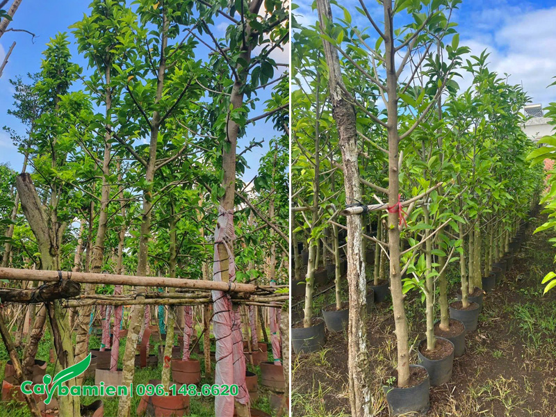 Vườn dưỡng ủ cây ngọc lan công trình đủ loại kích thước lớn nhỏ