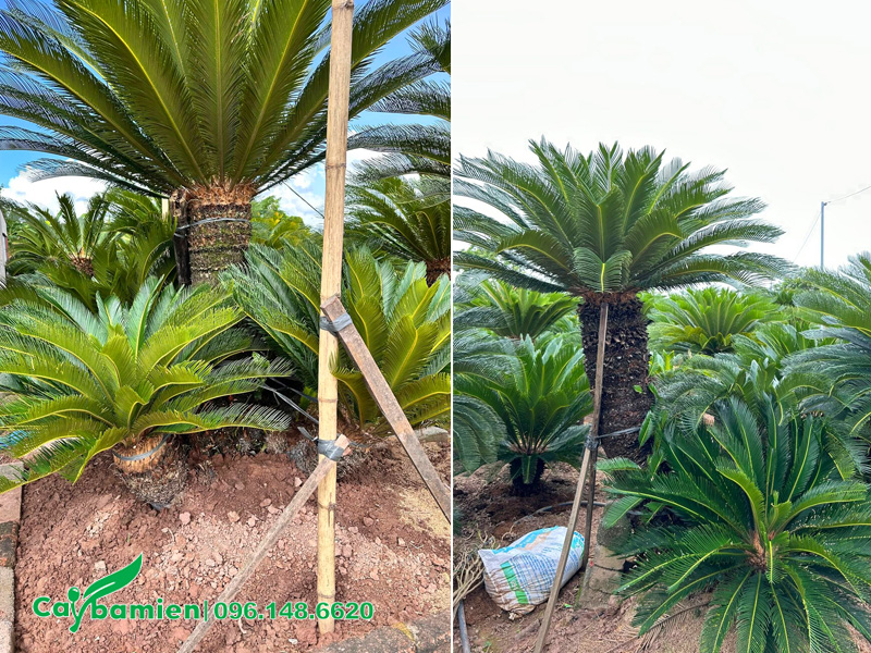 Vườn cây Vạn Tuế lâu năm