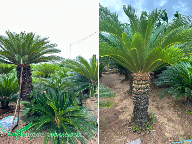 Mua cây Vạn Tuế lâu năm trồng chậu cảnh đẹp và sang trọng