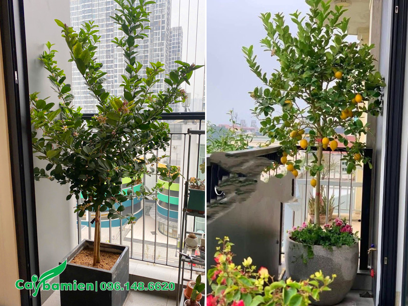 Chanh vàng Mỹ đã lên chậu cực đẹp