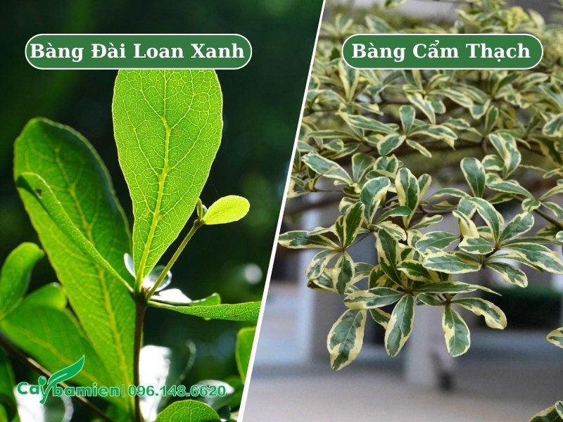Hình ảnh lá bàng đài loan xanh và bàng cẩm thạch