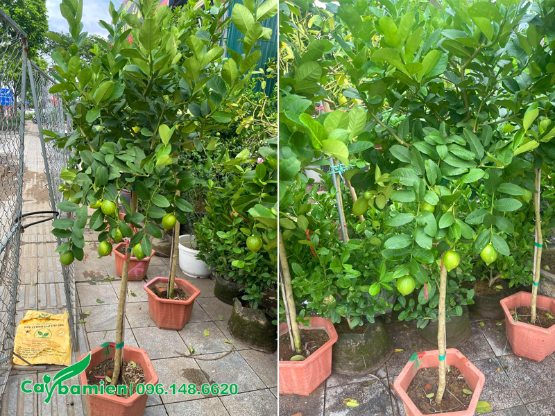 Những chậu cây chanh vàng Mỹ giá rẻ