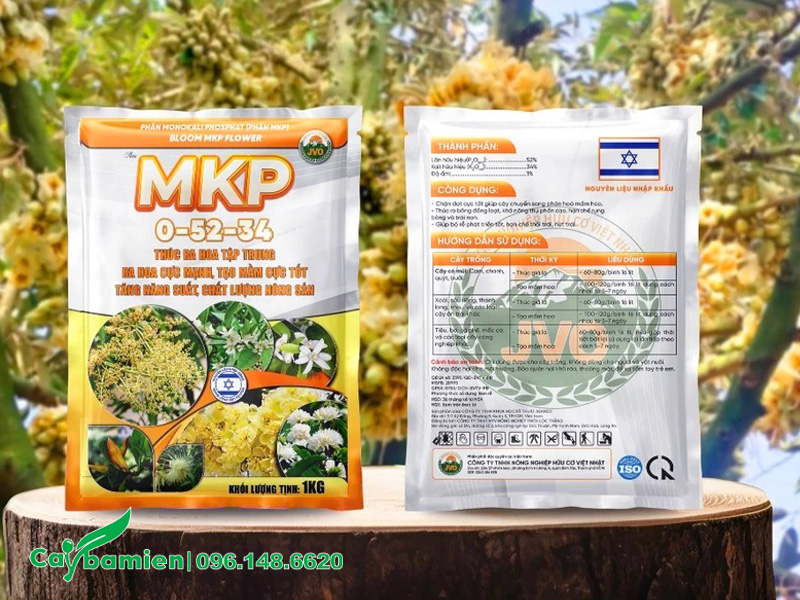 Kích thích cây lộc vừng ra hoa đúng dịp Tết