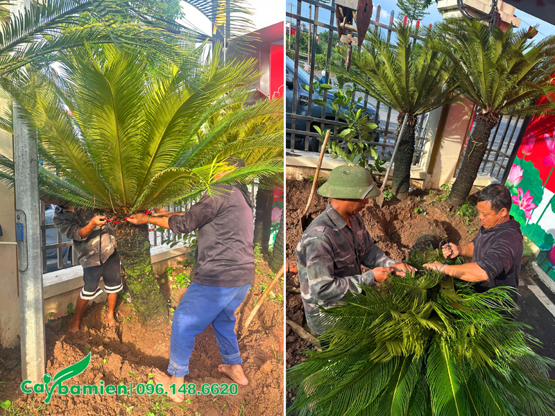 Bứng khóm cây Vạn Tuế công trình