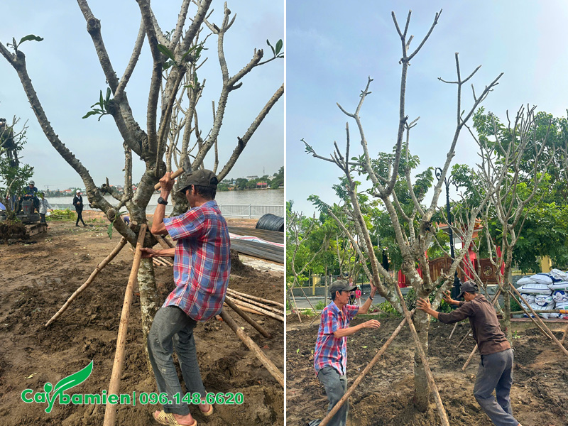 Cố định cây trồng cho đền thờ Nguyễn Hữu Cảnh bằng cọc chống gỗ chắc chắn
