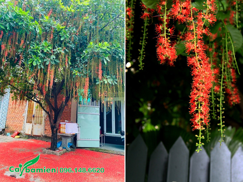 Trồng cây hoa lộc vừng đỏ trước cổng nhà
