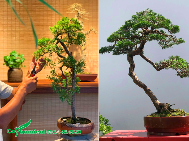 Cách cắt tỉa cây Tùng Tháp bonsai mini