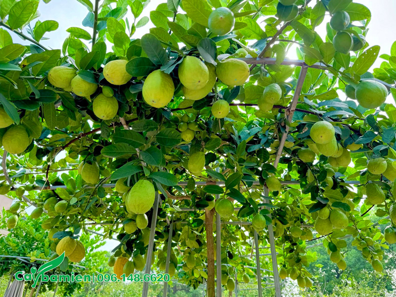 Cây chanh tây sum suê trái