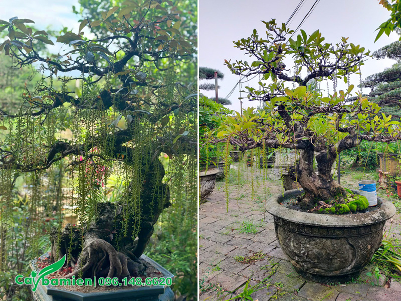 Những chậu cây Lộc Vừng bonsai siêu hoa
