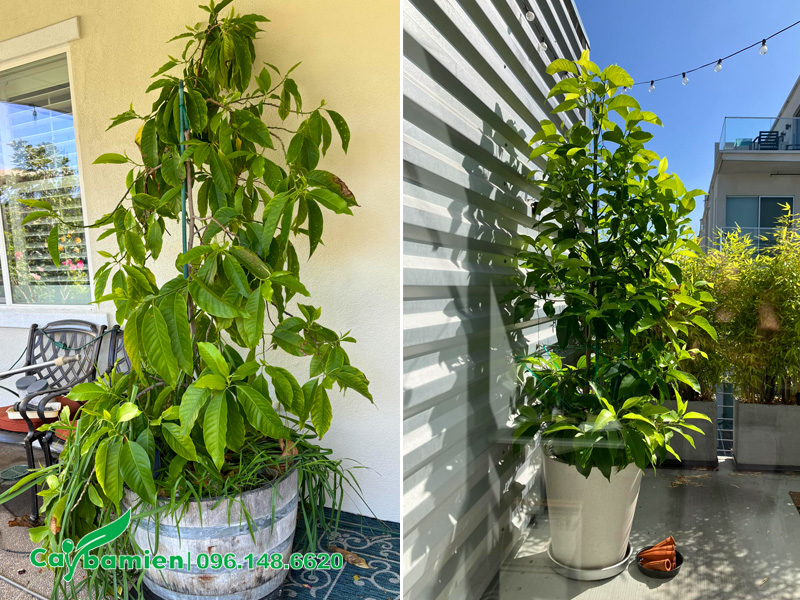 Cây ngọc lan để trong bóng râm và cây để ngoài nắng sức sống khác hẳn nhau