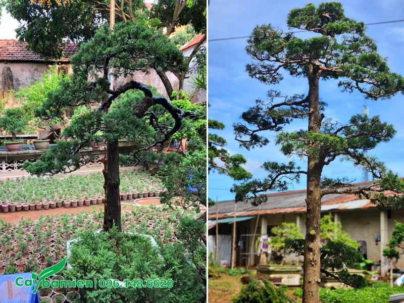 Cây Tùng Tháp bonsai dáng trực trồng trong chậu