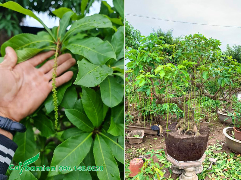 Cây mới tuốt lá tên cành treo đầy những chuỗi hoa dài